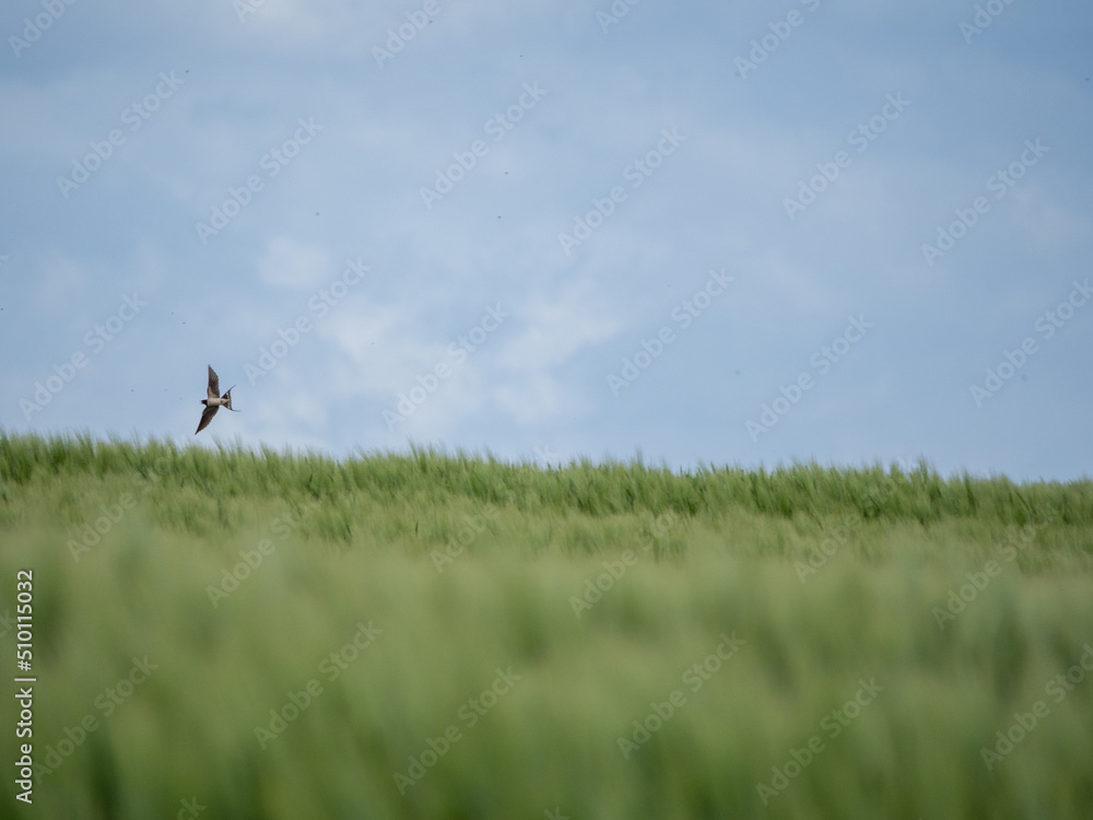 Eine einsame Schwalbe fliegt über ein grünes Weizenfeld. Eine einsame Schwalbe fliegt über ein grünes Weizenfeld.