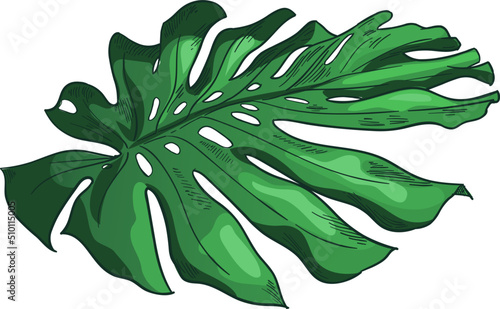 Hand drawn green tropical leaves