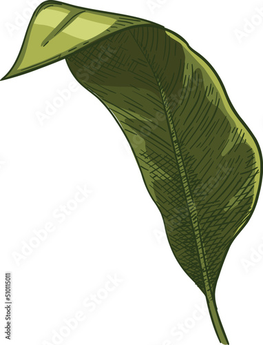 Hand drawn green tropical leaves