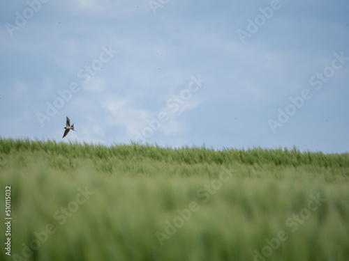 Eine einsame Schwalbe fliegt über ein grünes Weizenfeld.