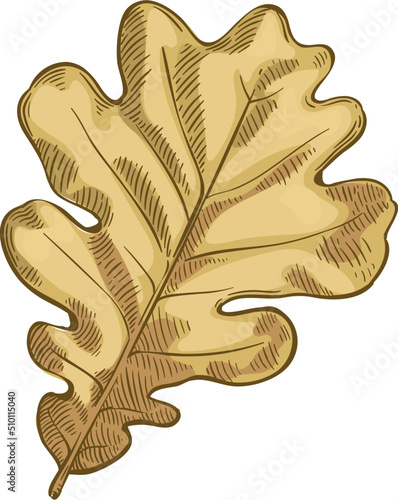 Brown oak leaf