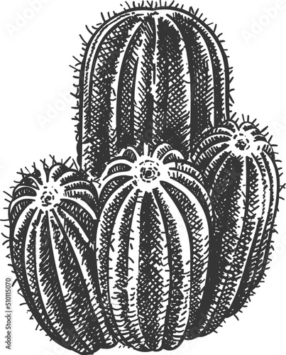 Sketch cactus hand drawn wild succulent plant