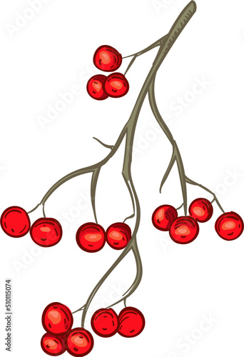 Hand drawn mistletoe red berries