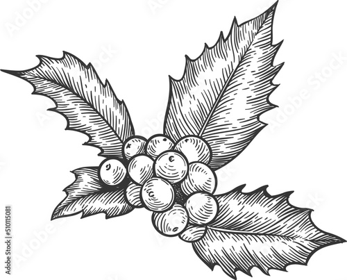 Hand drawn holly leaves and berries