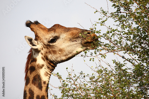 Photography Giraffe / Giraffe / Giraffa camelopardalis