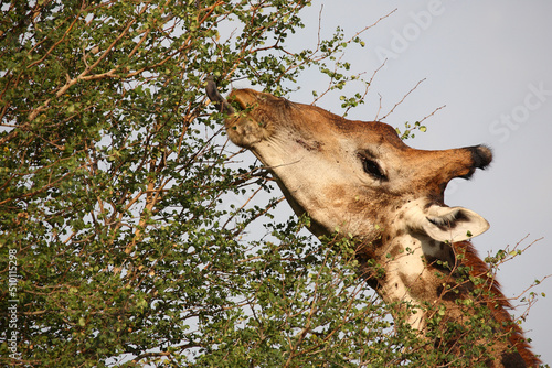 Photography Giraffe / Giraffe / Giraffa camelopardalis