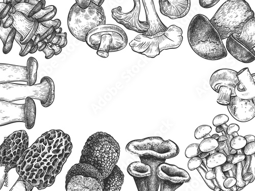 Hand drawn different mushrooms border