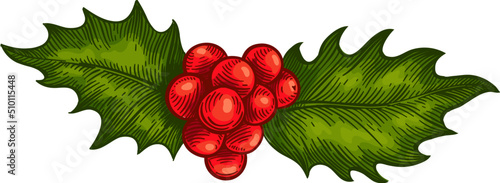 Hand drawn green holly leaves and red berries