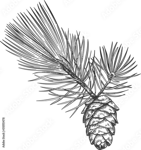 Hand drawn Christmas tree branch with fir-cone