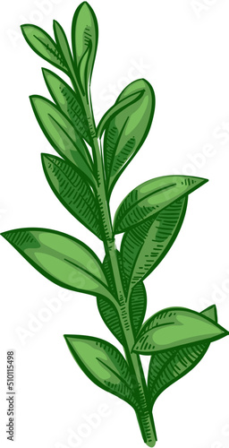 Hand drawn branch with green leaves