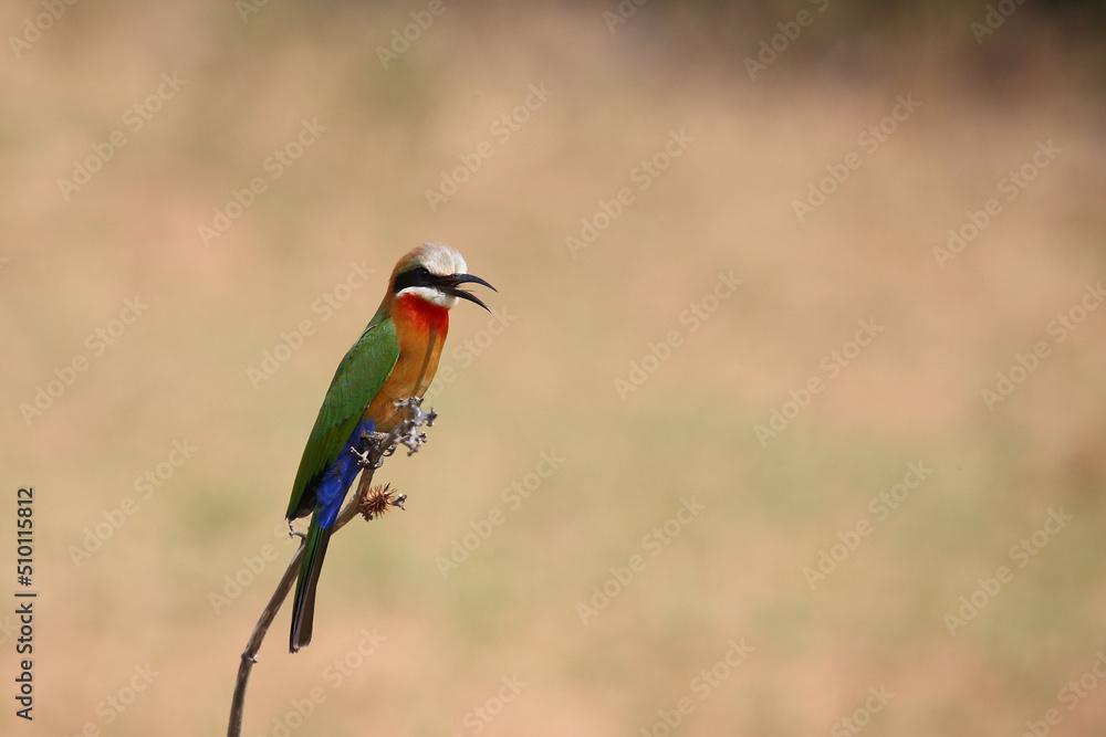 Weißstirnspint / White-fronted bee-eater / Merops bullockoides