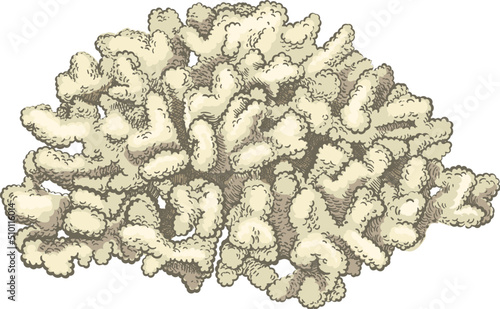 Sketch reef coral