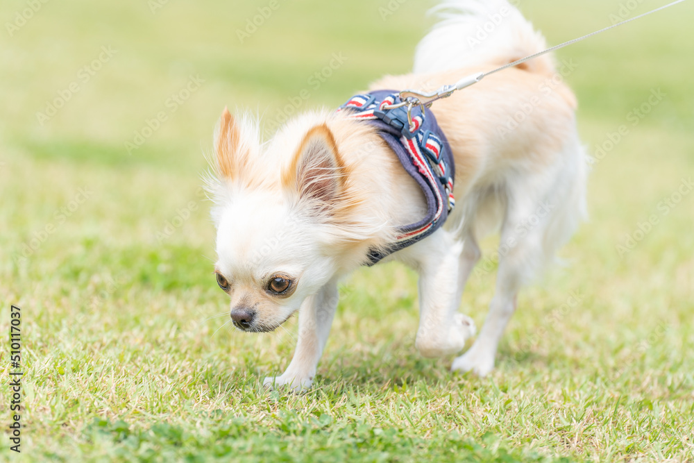 チワワ 小型犬 かわいい 散歩