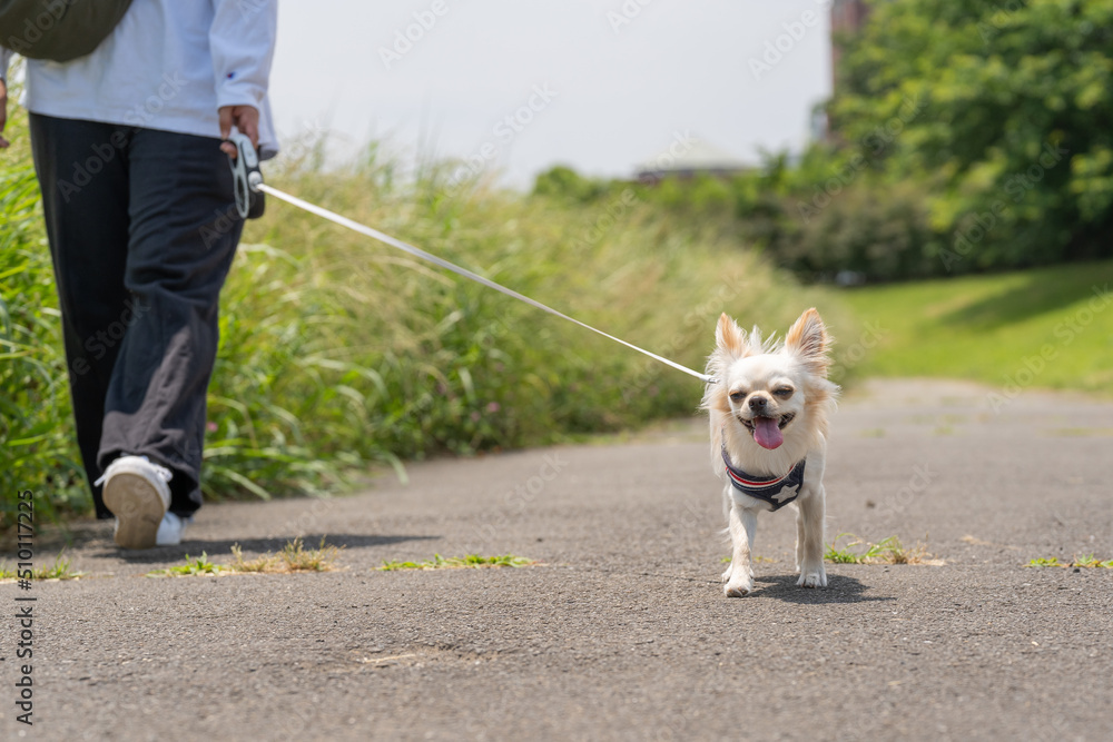 Obraz premium チワワ 小型犬 かわいい 散歩