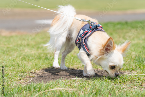チワワ 小型犬 かわいい 散歩