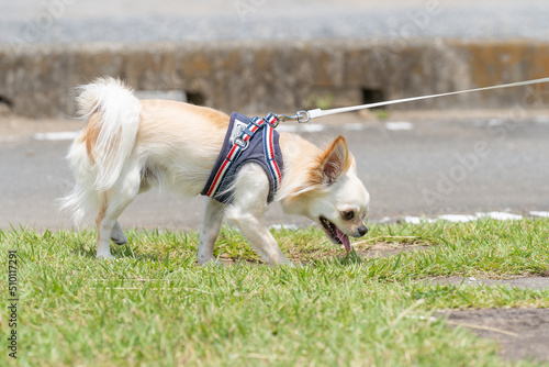 チワワ 小型犬 かわいい 散歩