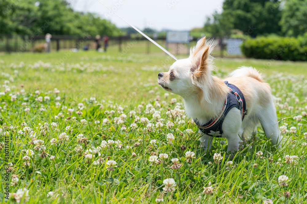 チワワ 小型犬 かわいい 散歩