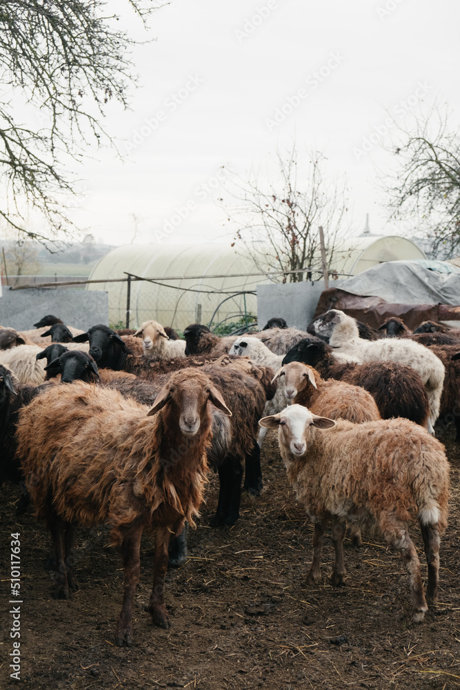 flock of lambs waiting for food in front of a walk on a foggy autumn morning on a private farm
flock of lambs waiting for food in front of a walk on a foggy autumn morning on a private farm