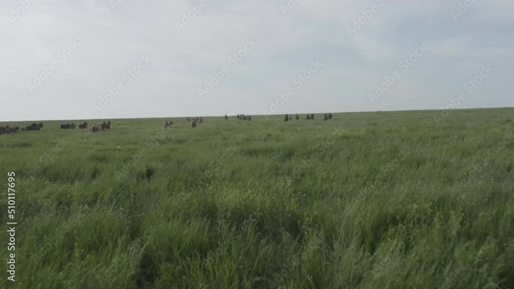 Wild Horses Running, Dust from under the hooves. Wild mustangs run on the beautiful green grass. Herd of horses, mustangs running on steppes aerial view. No color grading, 10 bit DJI DLog-M, 4K video Wild Horses Running, Dust from under the hooves. Wild mustangs run on the beautiful green grass. Herd of horses, mustangs running on steppes aerial view. No color grading, 10 bit DJI DLog-M, 4K video