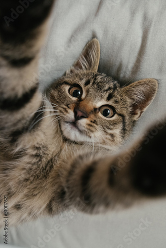playful kitten makes selfie on a white background