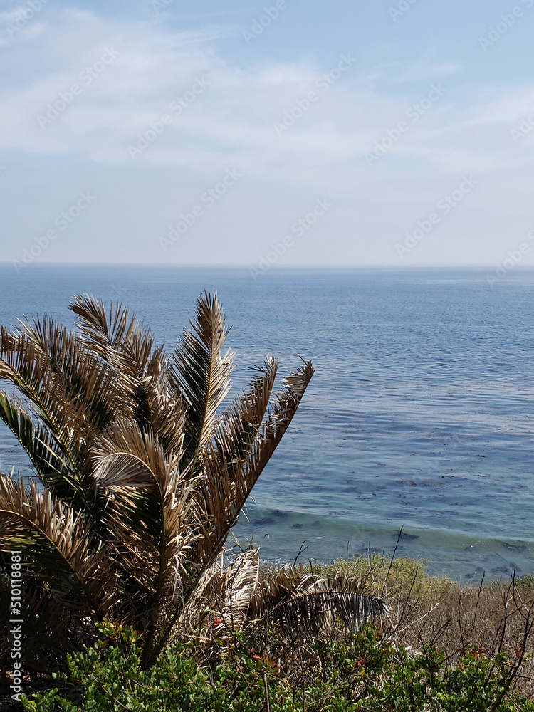 Ocean meditation with Palm, San Pedro, CA