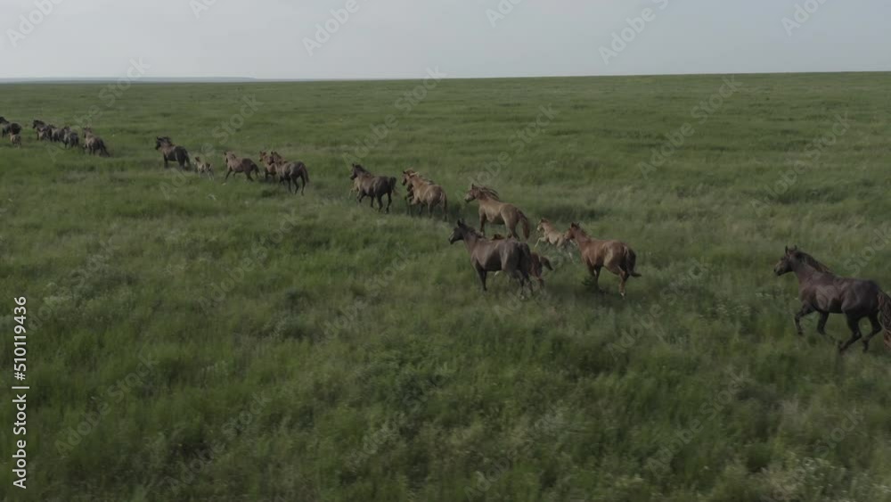 Wild Horses Running, Dust from under the hooves. Wild mustangs run on the beautiful green grass. Herd of horses, mustangs running on steppes aerial view. No color grading, 10 bit DJI DLog-M, 4K video Wild Horses Running, Dust from under the hooves. Wild mustangs run on the beautiful green grass. Herd of horses, mustangs running on steppes aerial view. No color grading, 10 bit DJI DLog-M, 4K video