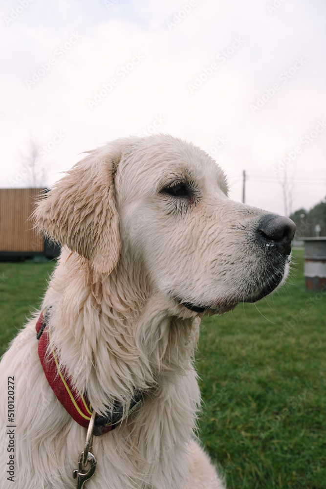 portrait of a light beautiful labrador dog with drooping ears on a walk portrait of a light beautiful labrador dog with drooping ears on a walk
