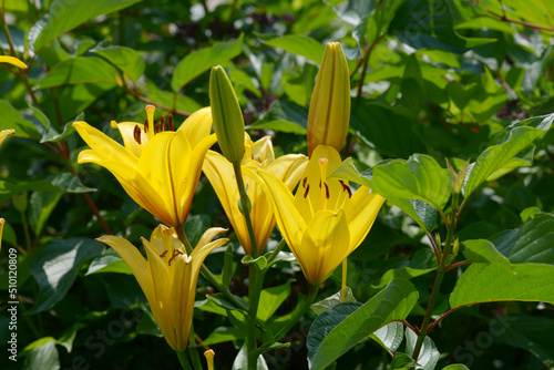 黄色いユリの花 photo