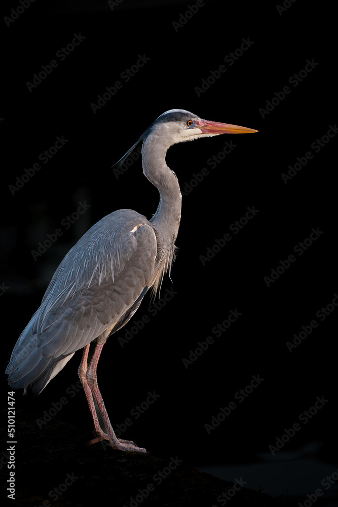 Fototapeta premium A great blue heron looking for a frog by a canal in Hoorn, Netherlands