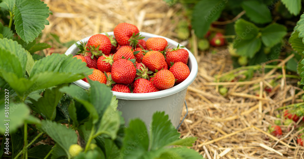 Ein Eimer Erdbeeren steht auf einem Erdbeerbeet