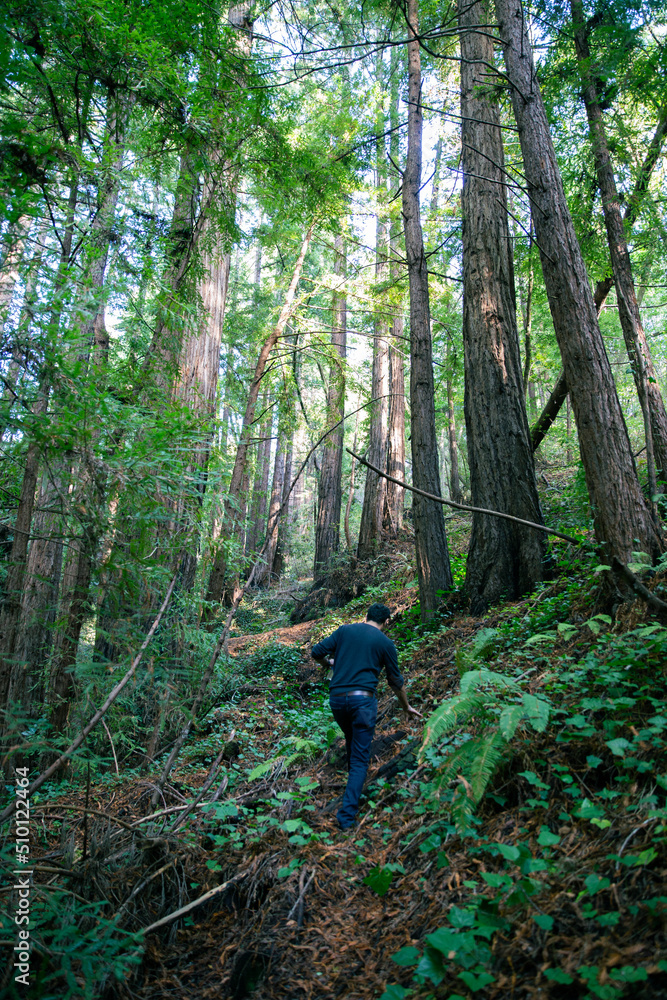 Hike Redwood Forest Hike Redwood Forest