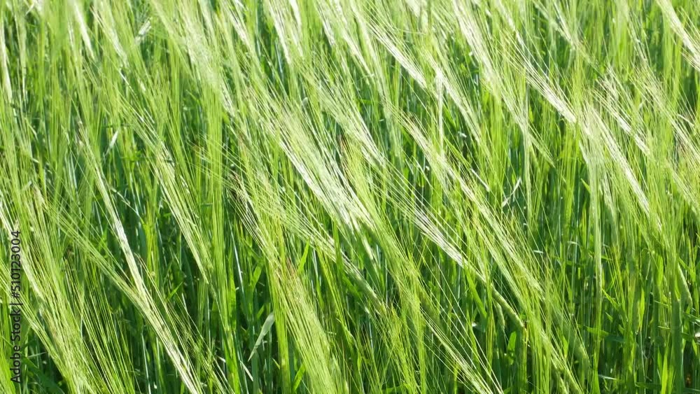 Green wheat in the field. The wind shakes the ears. Growing cereals Green wheat in the field. The wind shakes the ears. Growing cereals