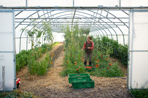 Farmer harvesting tomatoes in greenhouse photo