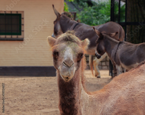 Fototapeta Portrait of a camel in the zoo  in summer