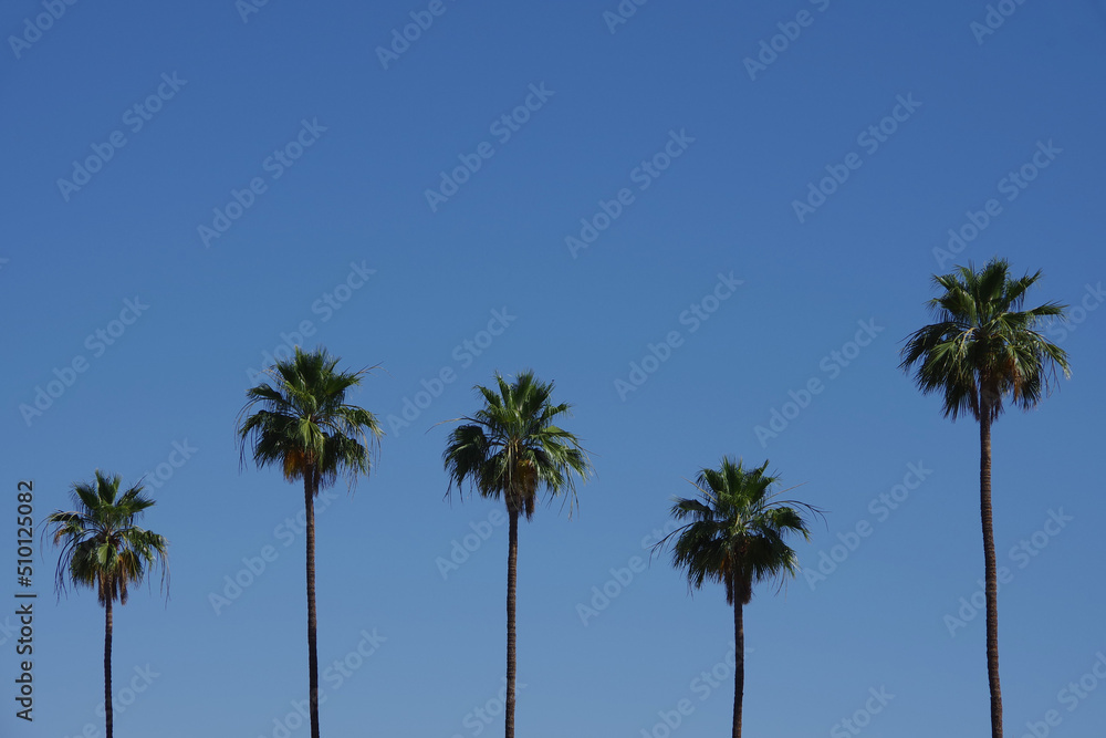 Tall California fan palms under blue sky
