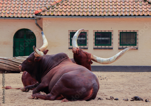 Portrait of ankole-watusi cows in the zoo in summer photo