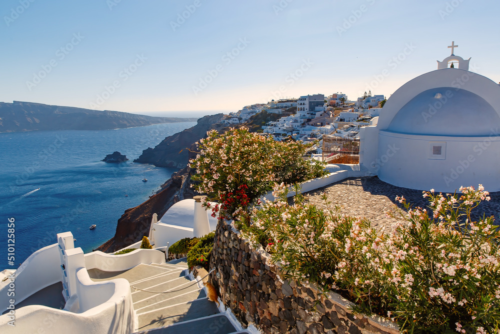 Fototapeta premium Close Up of Oleander or Nerium bougainvillea flower on Santorini island, white greek houses on the background.