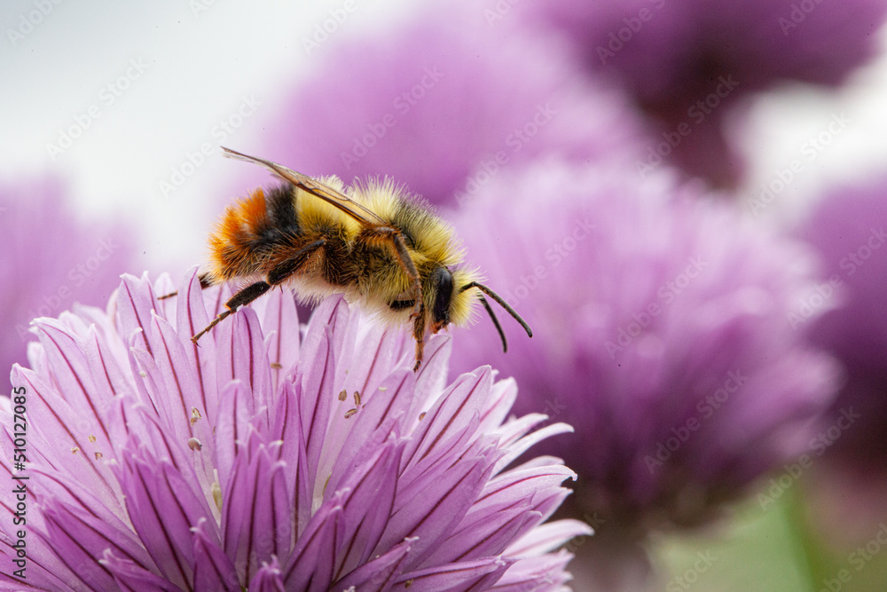 Close-up of honey bee crawling on flower petal of purple colour. Honey bee is busy collecting flower nectar. Close-up of honey bee crawling on flower petal of purple colour. Honey bee is busy collecting flower nectar.