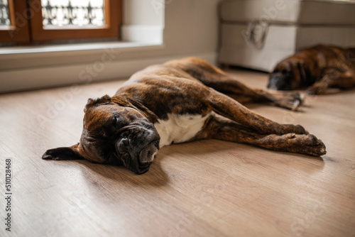 Two boxer dogs in a house