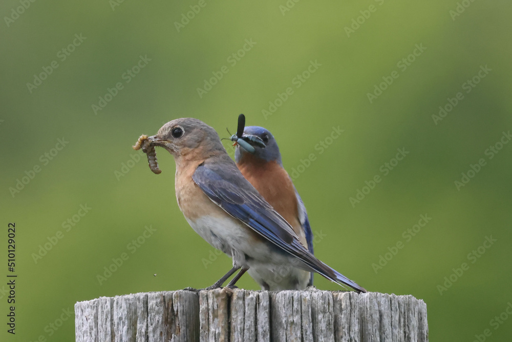 Bluebirds getting insects for chicks and perching on wires surrounding the nesting box on beautiful summer day Bluebirds getting insects for chicks and perching on wires surrounding the nesting box on beautiful summer day