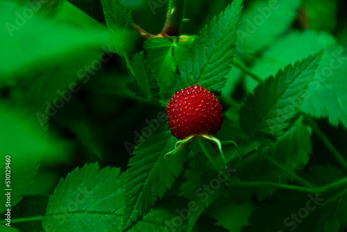 Closeup of Blackberries wild on the Bush, Bokeh Background. Latín américa. Colombia