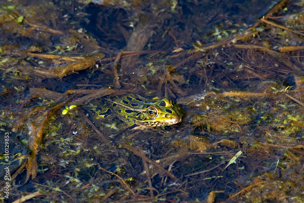 The northern leopard frog (Lithobates pipiens) in the swamp The northern leopard frog (Lithobates pipiens) in the swamp