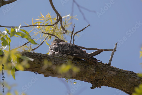 Common Nighthawk (Chordeiles minor) resting on a branch. Natural scene from Wisconsin. photo