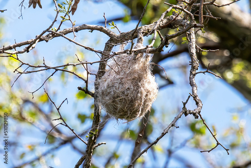 Φωτογραφία The nest of Baltimore oriole  in the branches of a tree crowns