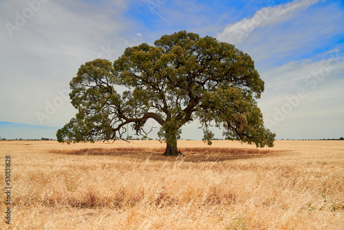 Huge gum tree on dry Australian landscape photo