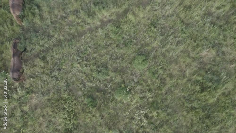 Wild Horses Running, Dust from under the hooves. Wild mustangs run on the beautiful green grass. Herd of horses, mustangs running on steppes aerial view. No color grading, 10 bit DJI DLog-M, 4K video Wild Horses Running, Dust from under the hooves. Wild mustangs run on the beautiful green grass. Herd of horses, mustangs running on steppes aerial view. No color grading, 10 bit DJI DLog-M, 4K video