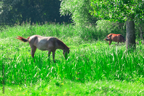 Green meadow with horses . Pasture at summer day  photo