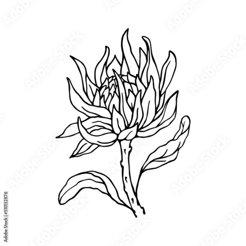 Linear sketch of a protea flower. Vector graphics.