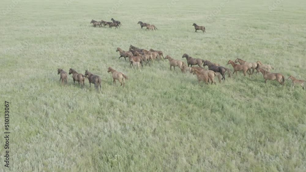 Wild Horses Running, Dust from under the hooves. Wild mustangs run on the beautiful green grass. Herd of horses, mustangs running on steppes aerial view. No color grading, 10 bit DJI DLog-M, 4K video Wild Horses Running, Dust from under the hooves. Wild mustangs run on the beautiful green grass. Herd of horses, mustangs running on steppes aerial view. No color grading, 10 bit DJI DLog-M, 4K video