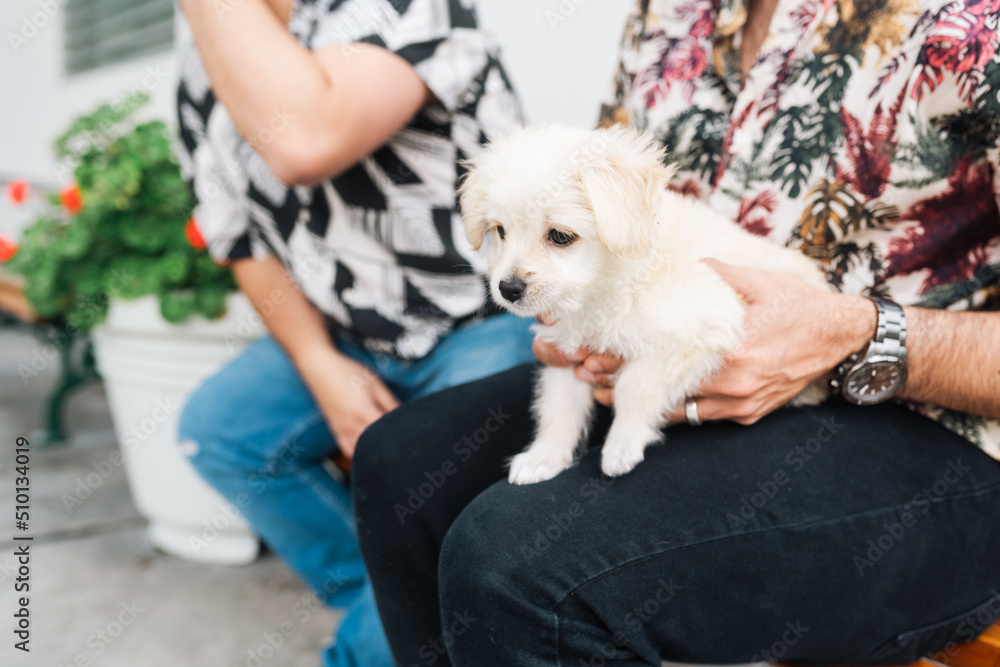 Small puppy on lap Small puppy on lap